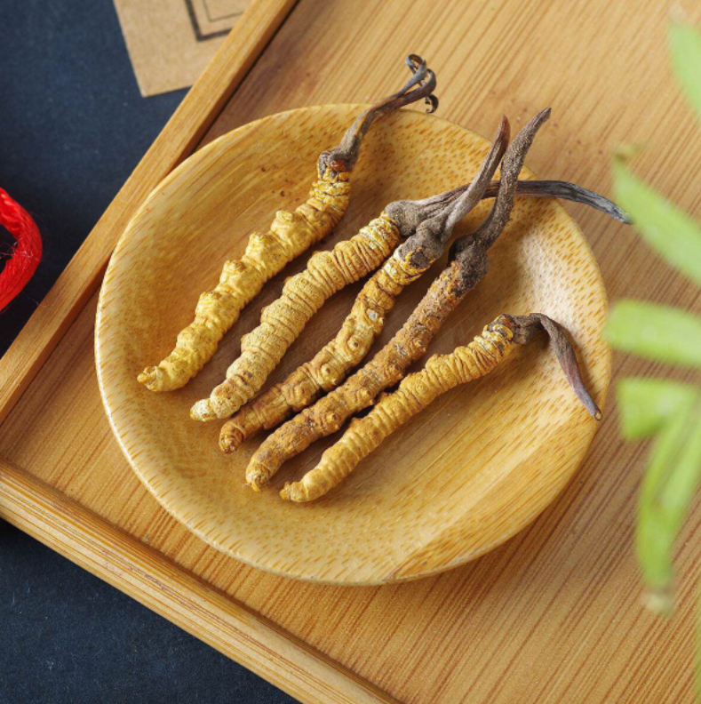 冬虫夏草真的那么好吗?冬虫夏草有什么营养价值?